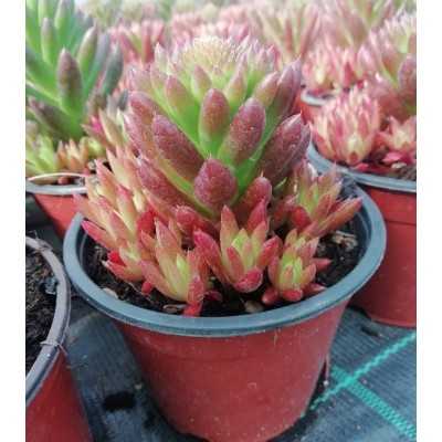Pianta Semprevivum Montanum - Piante grasse e succulente Pianta Semprevivum Montanum - Piante grasse e succulente