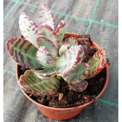 Pianta Adromischus Maculatus - Piante succulente