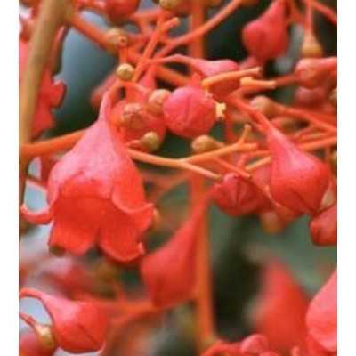40pz Pianta Brachychiton Acerifolius - Alberi 40pz Pianta Brachychiton Acerifolius - Alberi