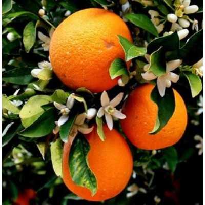 Albero Arancio - Alberi di agrumi