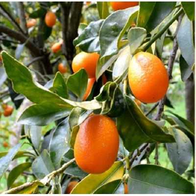 Albero Kumquat - Alberi di agrumi