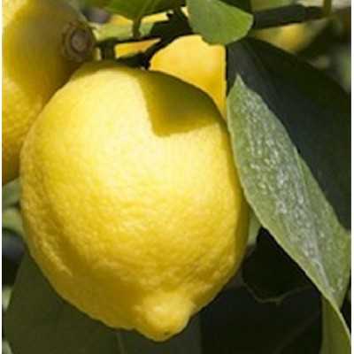 Albero Limone - Alberi di agrumi