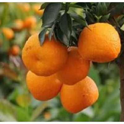 chinotto pianta