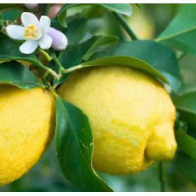 pianta del limone