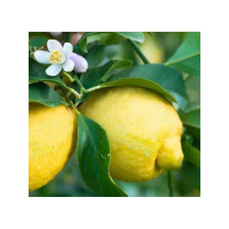 Albero Limone Sircusano - Agrumi Albero Limone Sircusano - Agrumi