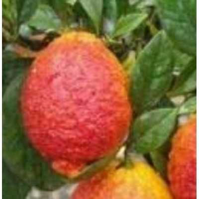 Albero Limone Rosso - Alberi di agrumi