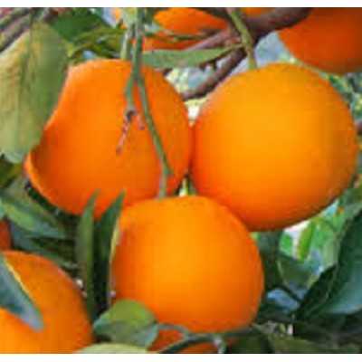 albero arancio navel albero arancio navel