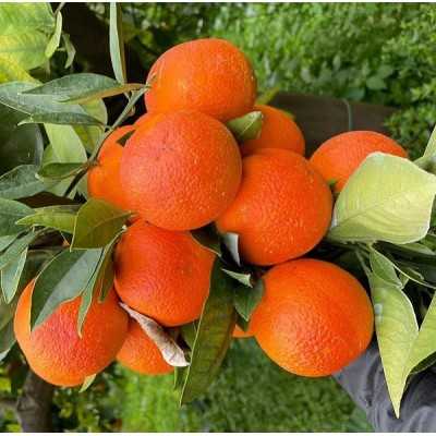albero arancio sanguinello