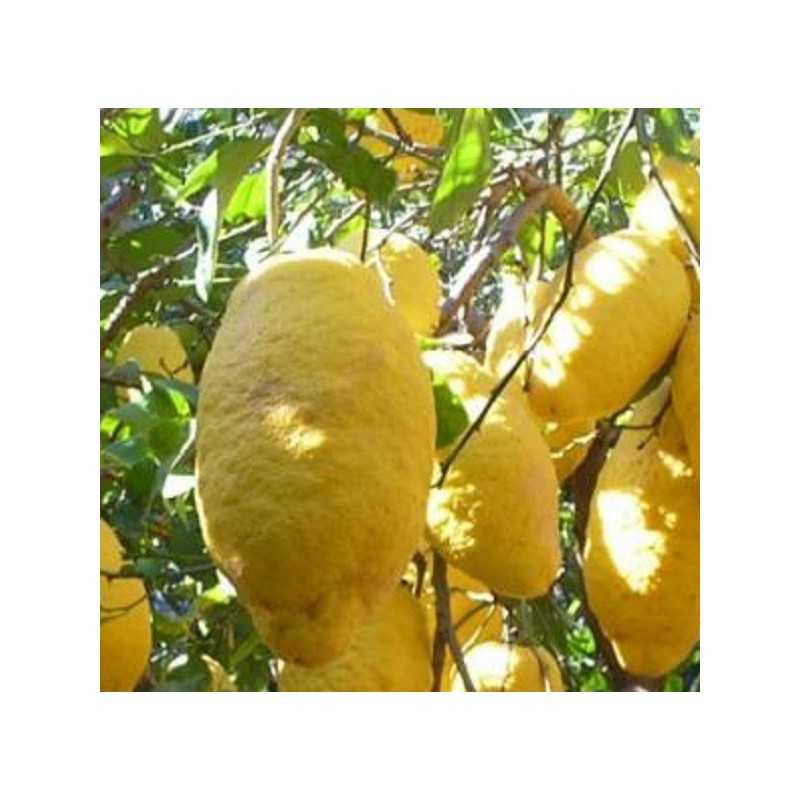 Albero Cedro - Agrumi Albero Cedro - Agrumi
