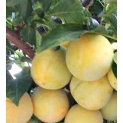 Albero Susino Goccia d'Oro - Alberi da frutto
