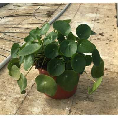 Pianta delle Monete Cinesi - Pilea Peperomioides - Piante da interno