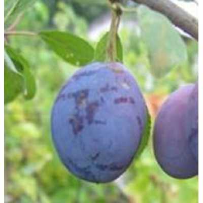 Albero Susino Stanley - Alberi da frutto