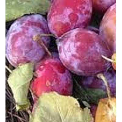 Albero Susino Agostana - Alberi da frutto