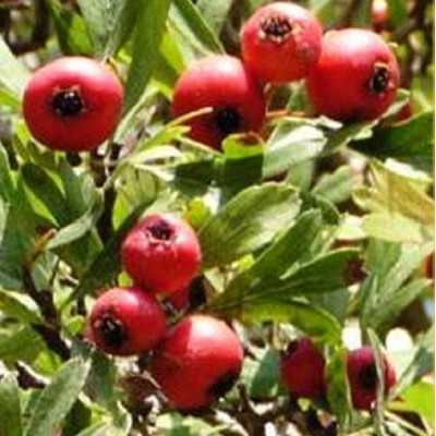Albero Azzeruolo Rosso - Alberi da frutto