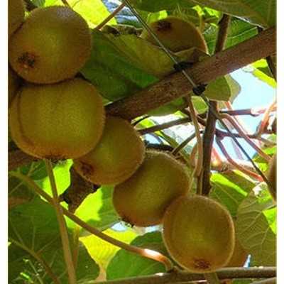 piante di kiwi piante di kiwi
