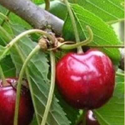Albero Ciliegio Giorgia - Alberi da frutto