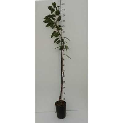 alberi ciliegio alberi ciliegio
