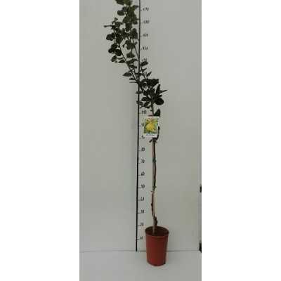 melo cotogno albero melo cotogno albero