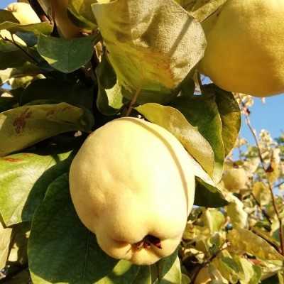Albero Melo Cotogno - Alberi da frutto