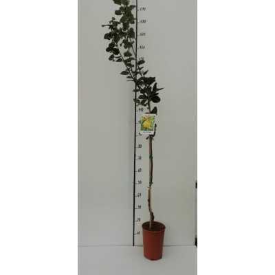 Albero Pero Cotogno - Alberi da frutto Albero Pero Cotogno - Alberi da frutto