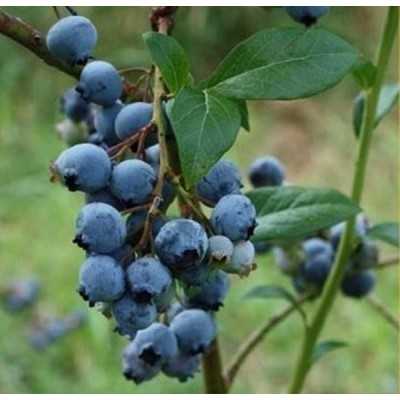 Pianta Mirtillo - Alberi da frutto