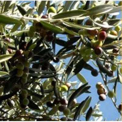 Albero Olivo Cima di Melfi - Alberi di ulivo Albero Olivo Cima di Melfi - Alberi di ulivo