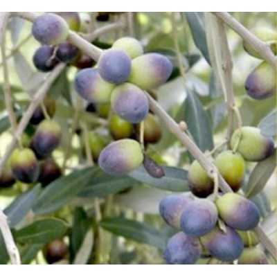 olive nolche vendita online olive nolche vendita online