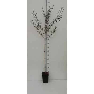 Albero Olivo Coratina - Alberi di ulivo Albero Olivo Coratina - Alberi di ulivo