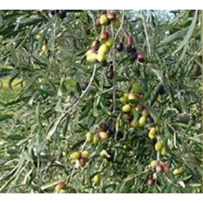 Albero Olivo Coratina - Alberi di ulivo