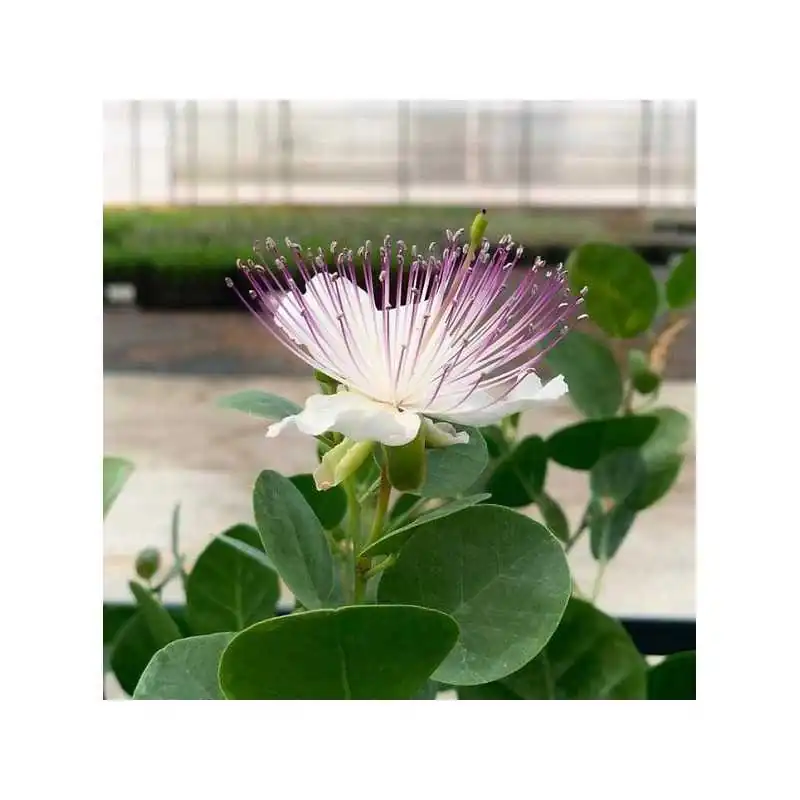 Pianta Di Capperi In Vaso 14cm - Facile Da Coltivare, Terre Di Romagna - Foto 6