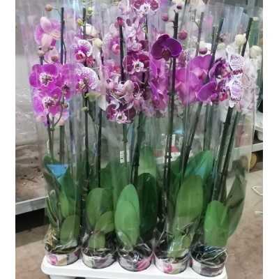 pianta di phalaenopsis pianta di phalaenopsis