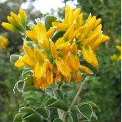 Pianta Medicago Arborea - Siepi da giardino