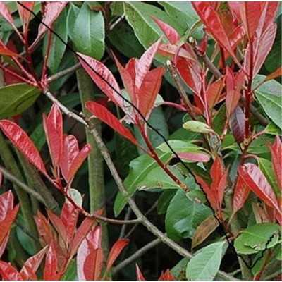 Pianta Photinia - Siepi da giardino