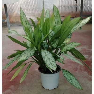 Pianta Aglaonema - Piante da interno