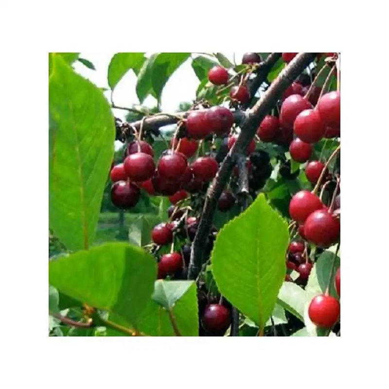 Ciliegio Dolce Zuccherina Di Bitonto - Pianta Autofertile In Vaso 20cm, 2 Anni