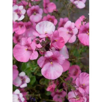 40pz Pianta Diascia - Cespugli 40pz Pianta Diascia - Cespugli