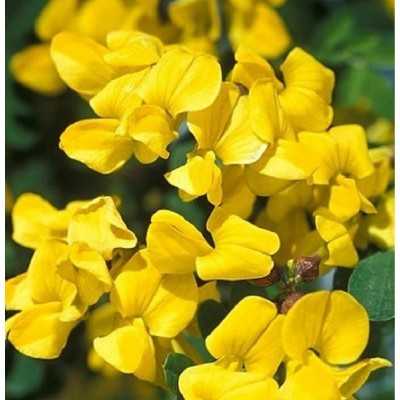Pianta Coronilla Valentina - Cespugli fioriti Pianta Coronilla Valentina - Cespugli fioriti