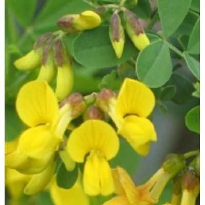 40pz Pianta Coronilla Emerus - Cespugli