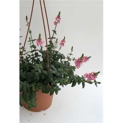 40pz Pianta Diascia - Cespugli 40pz Pianta Diascia - Cespugli