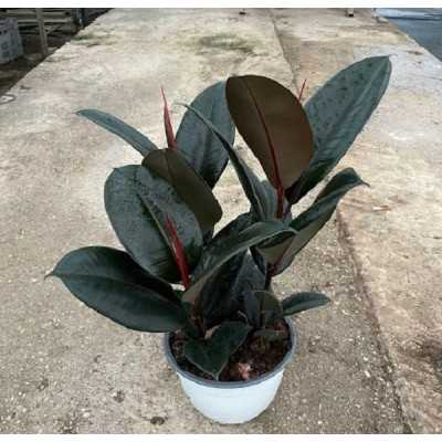 Pianta Ficus Robusta - Piante da interno