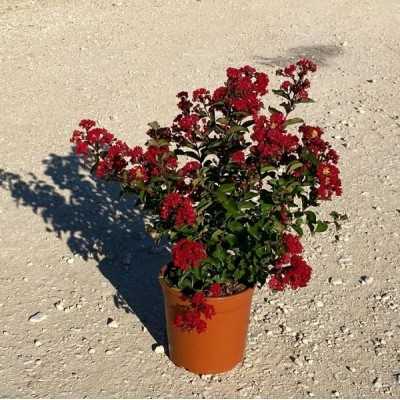 pianta lagerstroemia indica dynamite