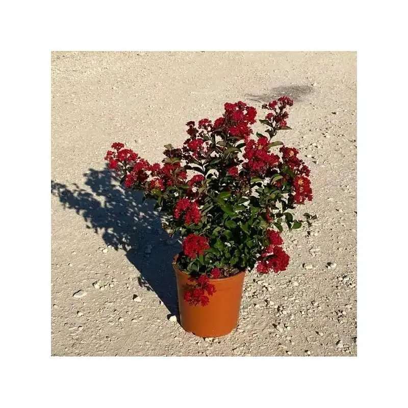 Lagerstroemia Indica Petite Orchid - Pianta Da Giardino Con Fiori Rosa-viola, Vaso 19cm - Foto 12