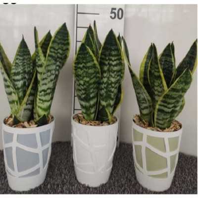 sanseveria cura