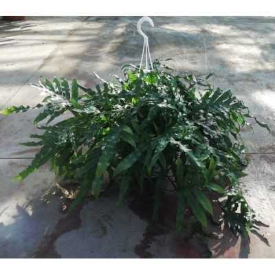 Pianta Microsorum Diversifolium - Piante da interno