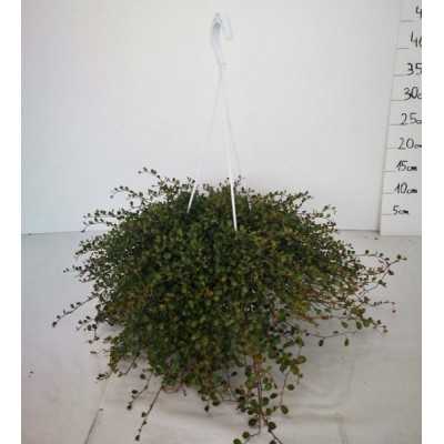 muehlenbeckia pianta muehlenbeckia pianta