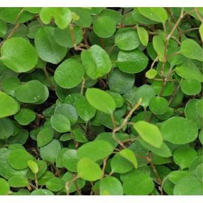 Pianta Muehlenbeckia Complexa - Piante tappezzanti Pianta Muehlenbeckia Complexa - Piante tappezzanti