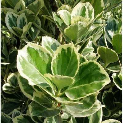 pianta euonymus variegato pianta euonymus variegato