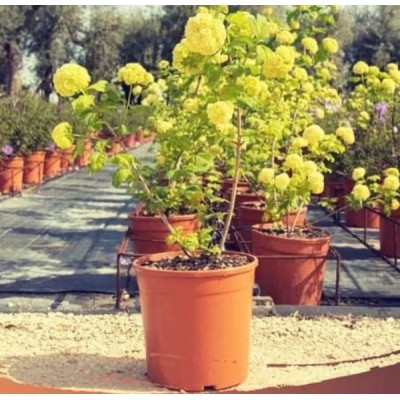 Pianta Viburno Opulus - Siepi da giardino Pianta Viburno Opulus - Siepi da giardino