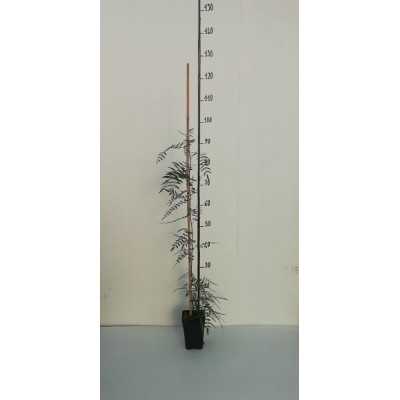 Albero Schinus Molle - Alberi Albero Schinus Molle - Alberi