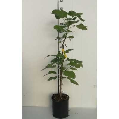 frutto fichi frutto fichi
